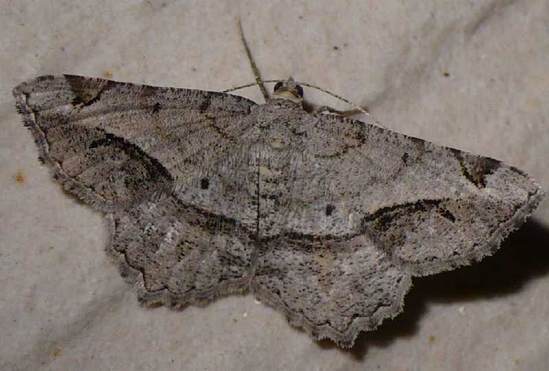 chiasmia_aestimaria.jpg