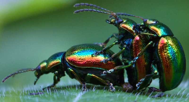 chrysolina_fastuosa.jpg