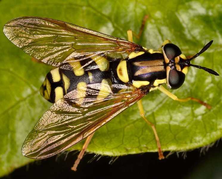 chrysotoxum_parmense_femelle.jpg