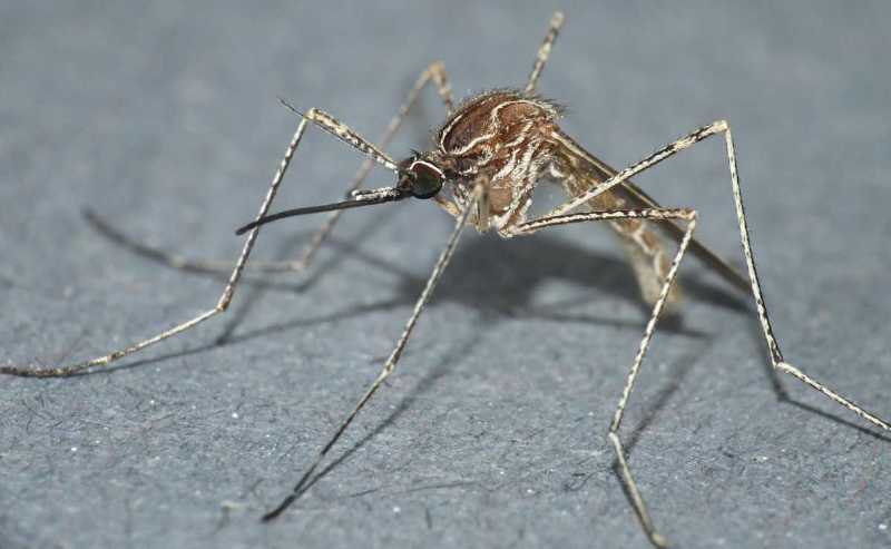 culiseta_longiareolata_femelle.jpg