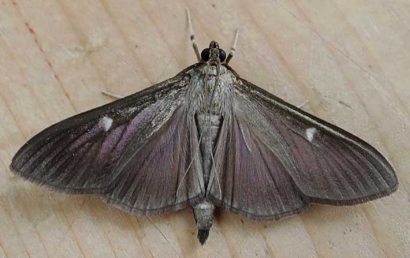 cydalima_perspectalis_recto.jpg