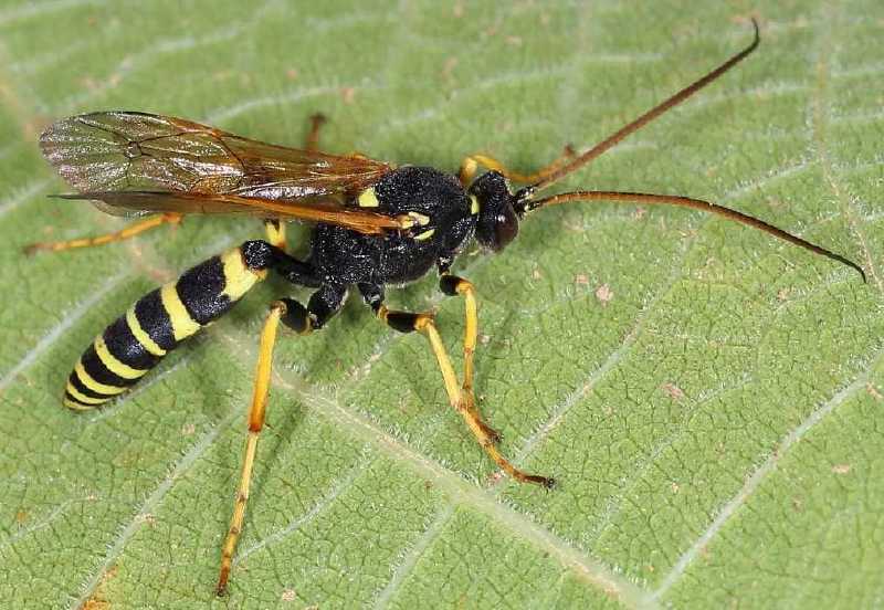 diphyus_mercatorius_femelle.jpg