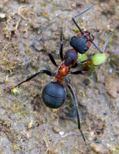 formica_pratensis.jpg