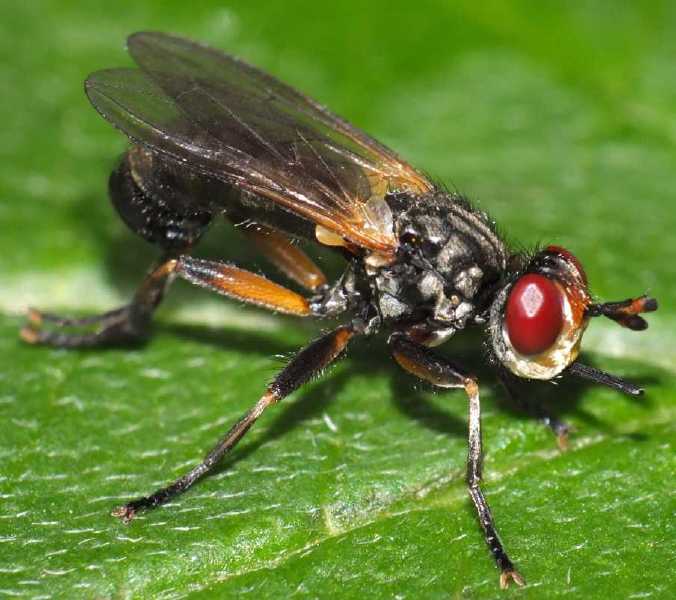 thecophora_fulvipes.jpg