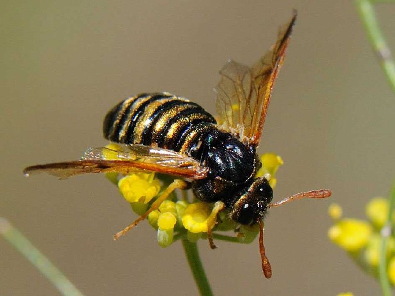 abia_sericea_femelle.jpg