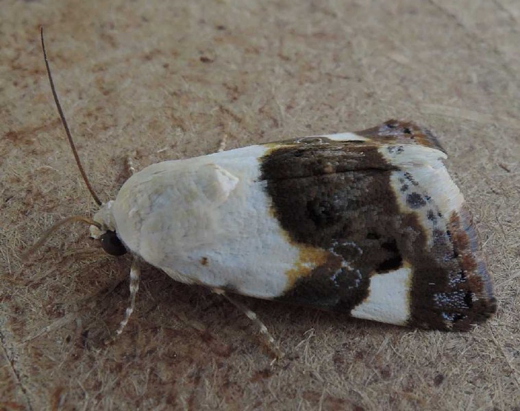 acontia_lucida.jpg