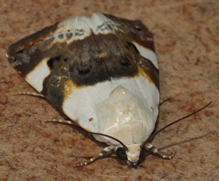 acontia_lucida_3.jpg