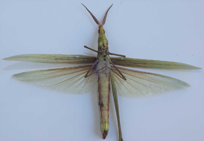 acrida_ungarica_mediterranea_ventral.jpg