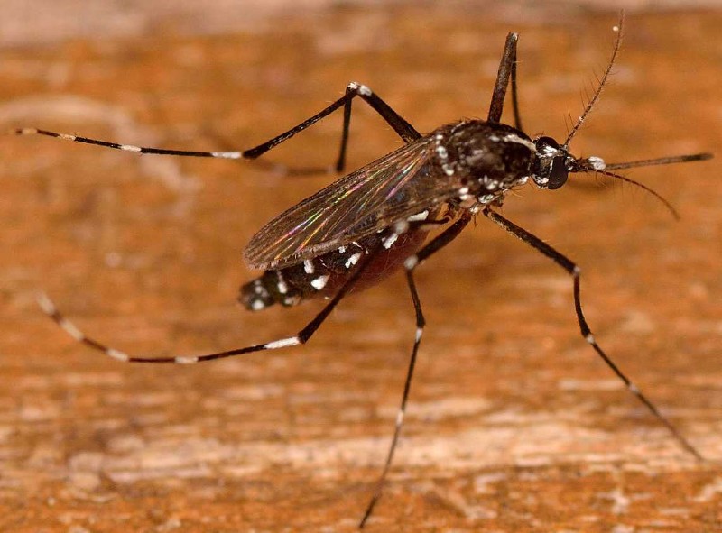 aedes_albopictus.jpg