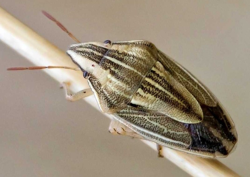 aelia_acuminata.jpg