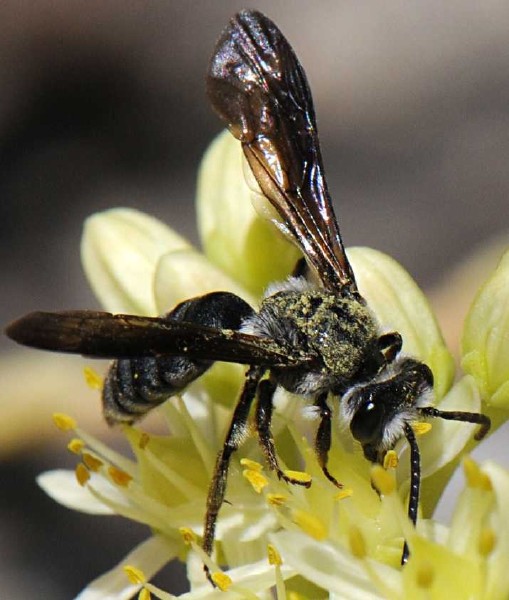 andrena_agilissima_male.jpg