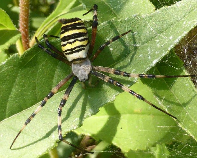 argiope_bruennichi_nid_2.jpg