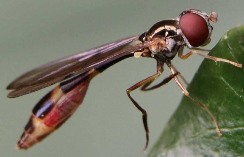 baccha_elongata_femelle_1.jpg