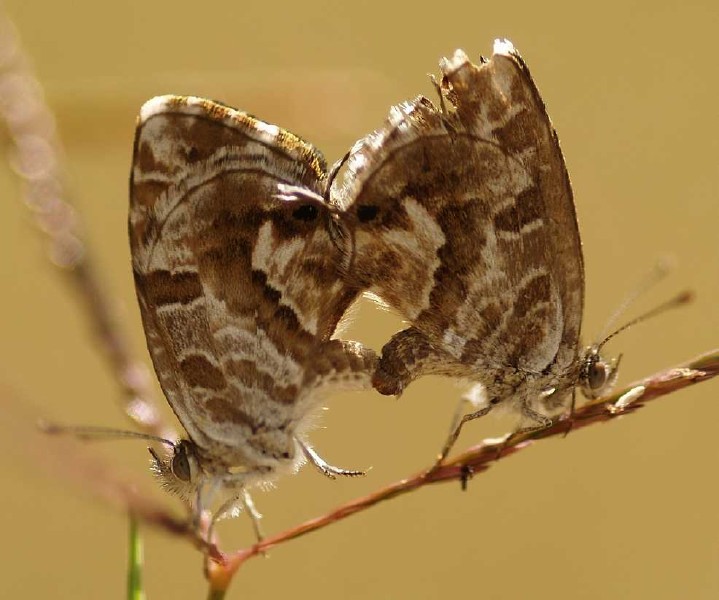 cacyreus_marshalli_copula.jpg