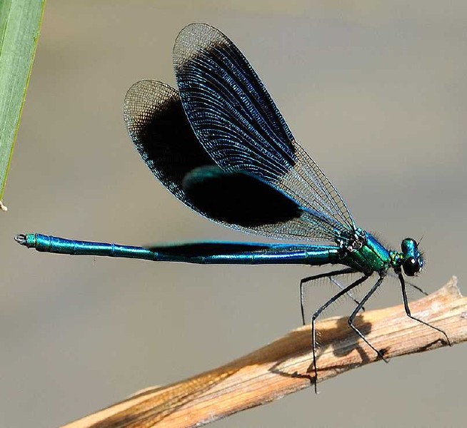 calopteryx_splendens_splendens_male.jpg