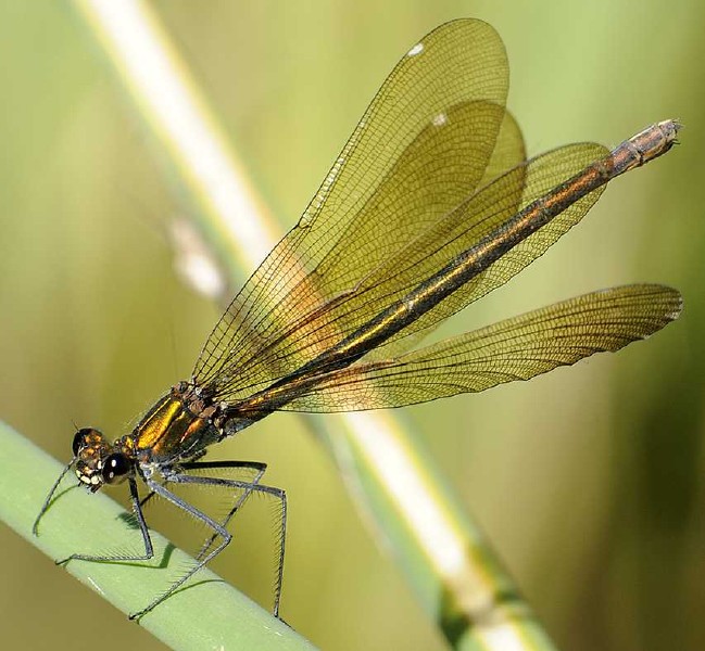 calopteryx_virgo_femelle.jpg