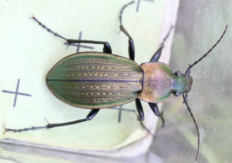 carabus_monilis.jpg