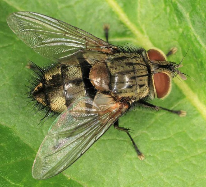 carcelia_lucorum_male.jpg