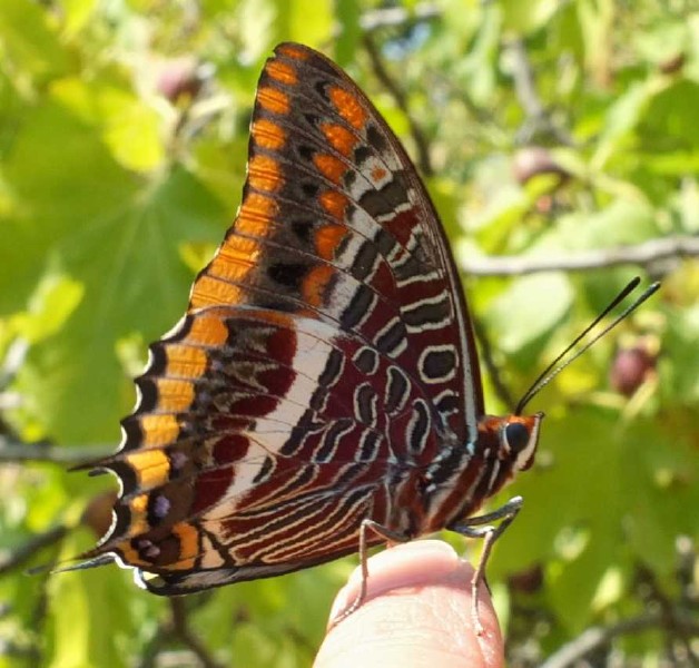 charaxes_jasius.jpg