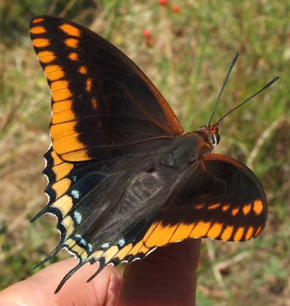 charaxes_jasius_1.jpg