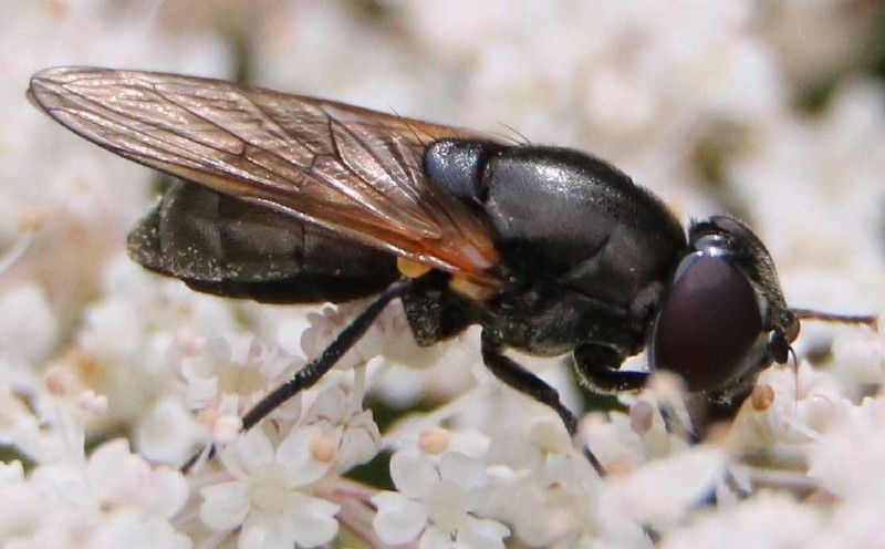 cheilosia_impressa_femelle_1.jpg
