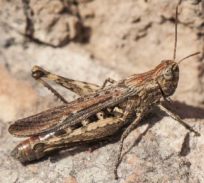 chorthippus_brunneus.jpg