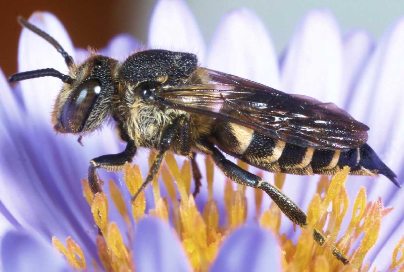 coelioxys_inermis_femelle.jpg