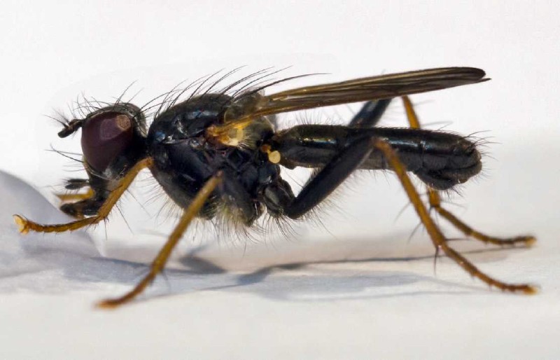 cordilura_impudica_male.jpg
