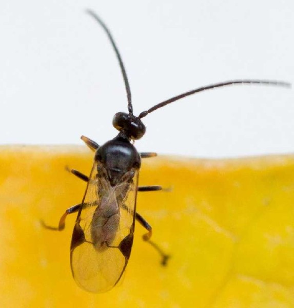 cotesia_sp_2.jpg