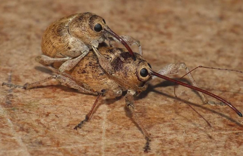 curculio_galdium_copula.jpg