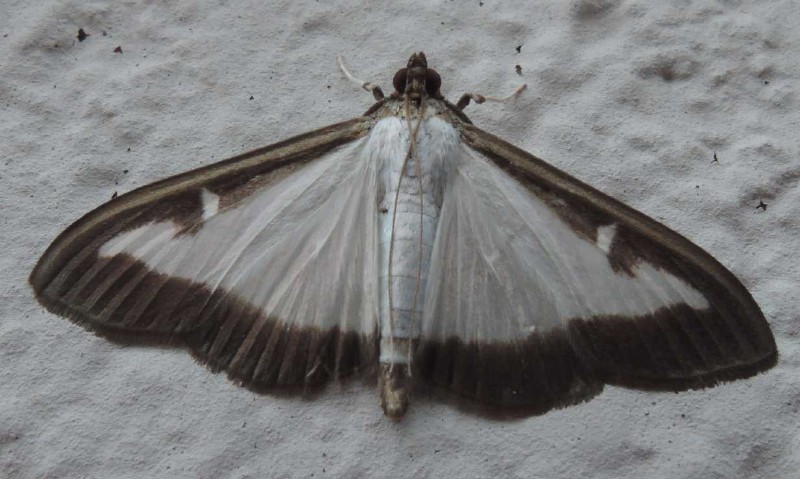 cydalima_perspectalis.jpg