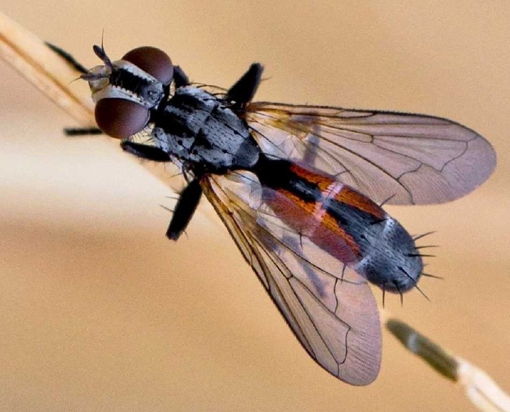 cylindromyia_pusilla_femelle.jpg
