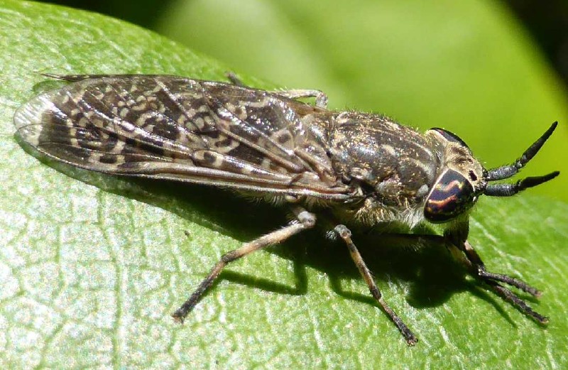 haematopota_pluvialis_femelle.jpg