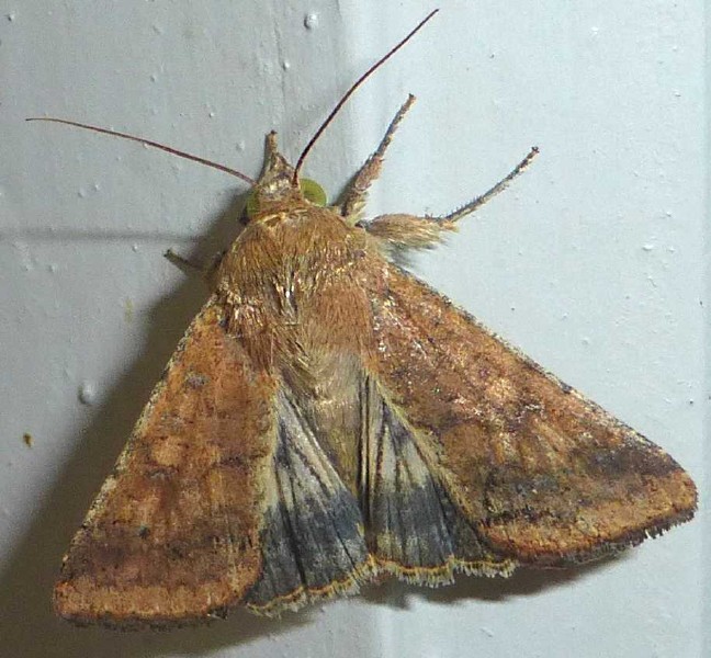 helicoverpa_armigera_2.jpg