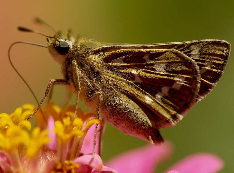 hesperia_comma.jpg