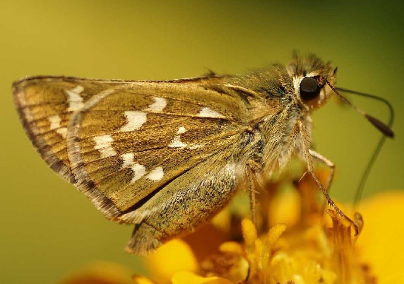 hesperia_comma_5.jpg