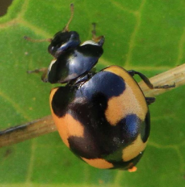 hippodamia_alpina.jpg