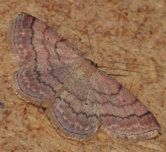 idaea_aversata_remutata.jpg