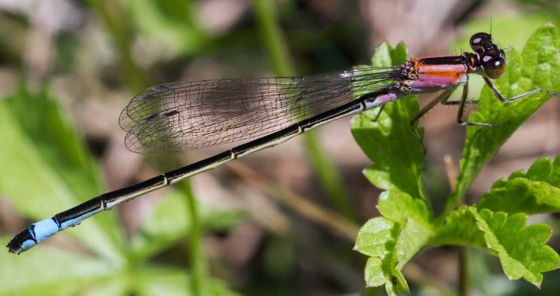 ischnura_elegans_femelle_typec_f_rufescens.jpg