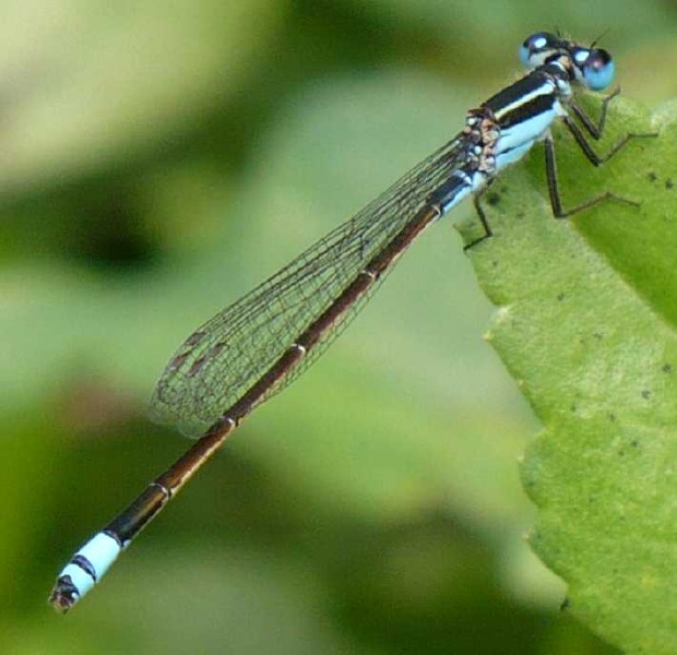ischnura_ramburii_male_2.jpg