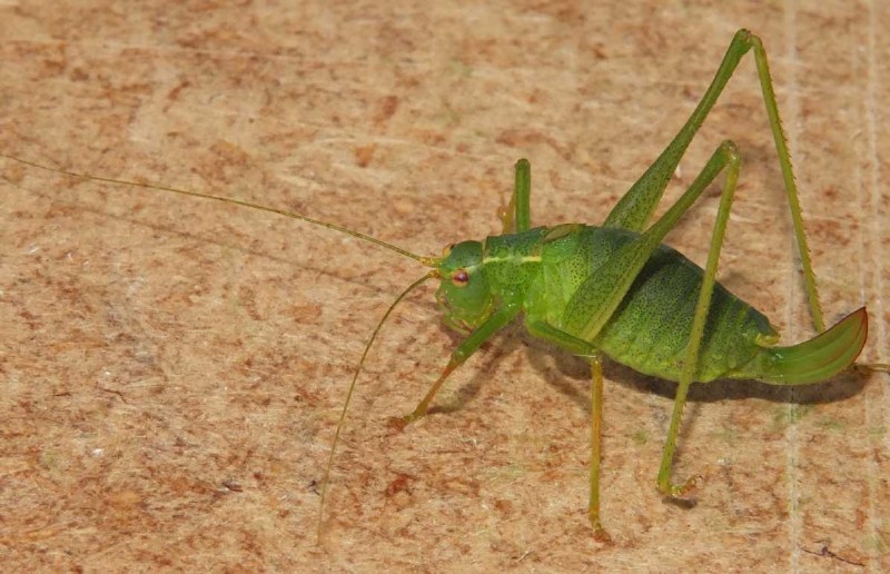 leptophyes_punctatissima_femelle.jpg