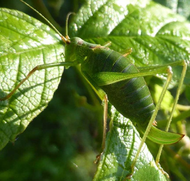 leptophyes_punctatissima_femelle_3.jpg