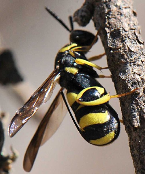 leucospis_dorsigera_femelle.jpg