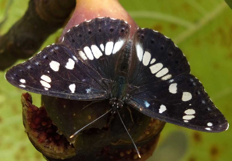 limenitis_reducta.jpg