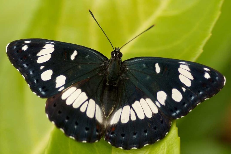 limenitis_reducta_5.jpg