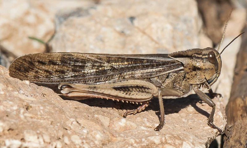 locusta_migratoria_profil_solitaire.jpg