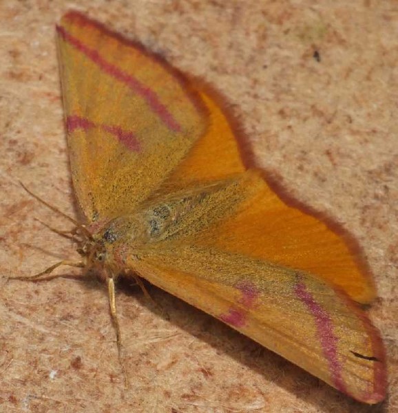 lythria_purpuraria_2.jpg