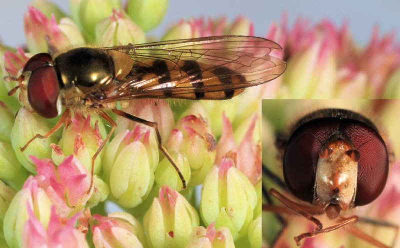 meliscaeva_cinctella_male.jpg