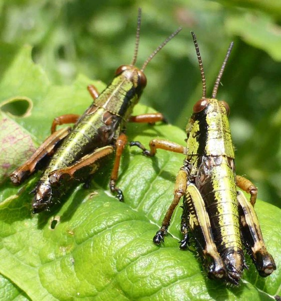 miramella_subalpina_males.jpg