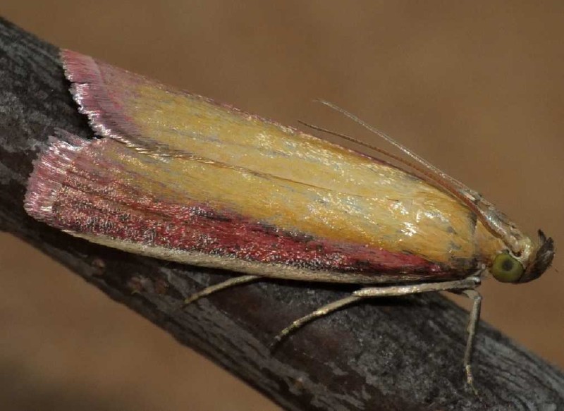 oncocera_semirubella.jpg